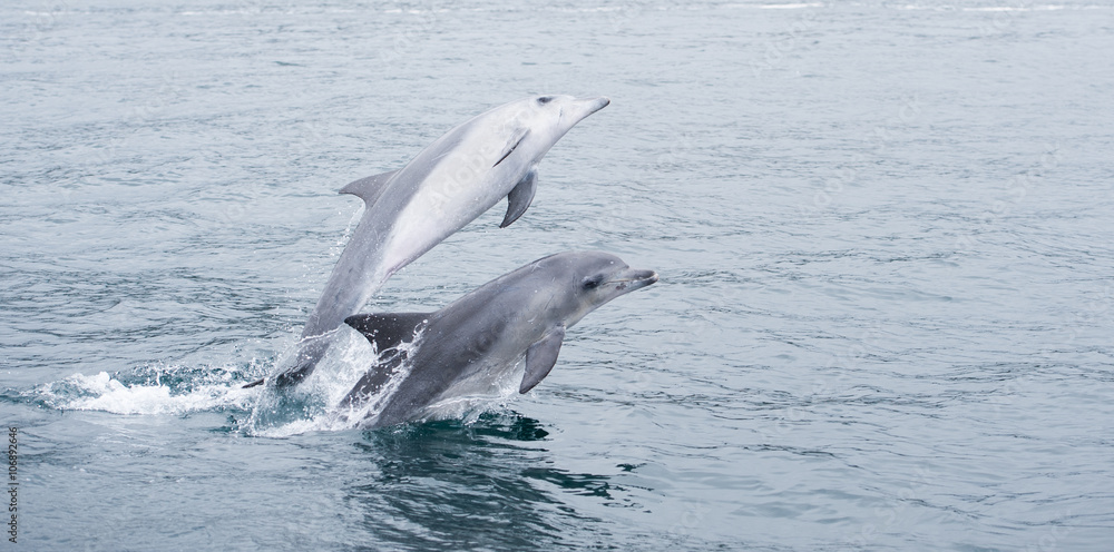 Fototapeta premium Delfine springen im Meer in Südafrika bei Hermanus