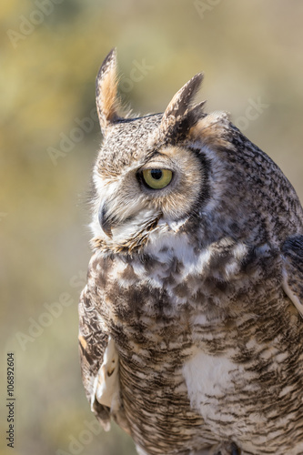 Great Horned Owl © natureguy