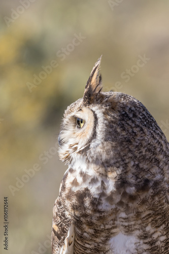 Great Horned Owl