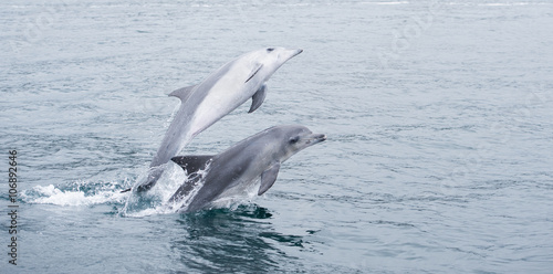 Delfine springen im Meer in Südafrika bei Hermanus