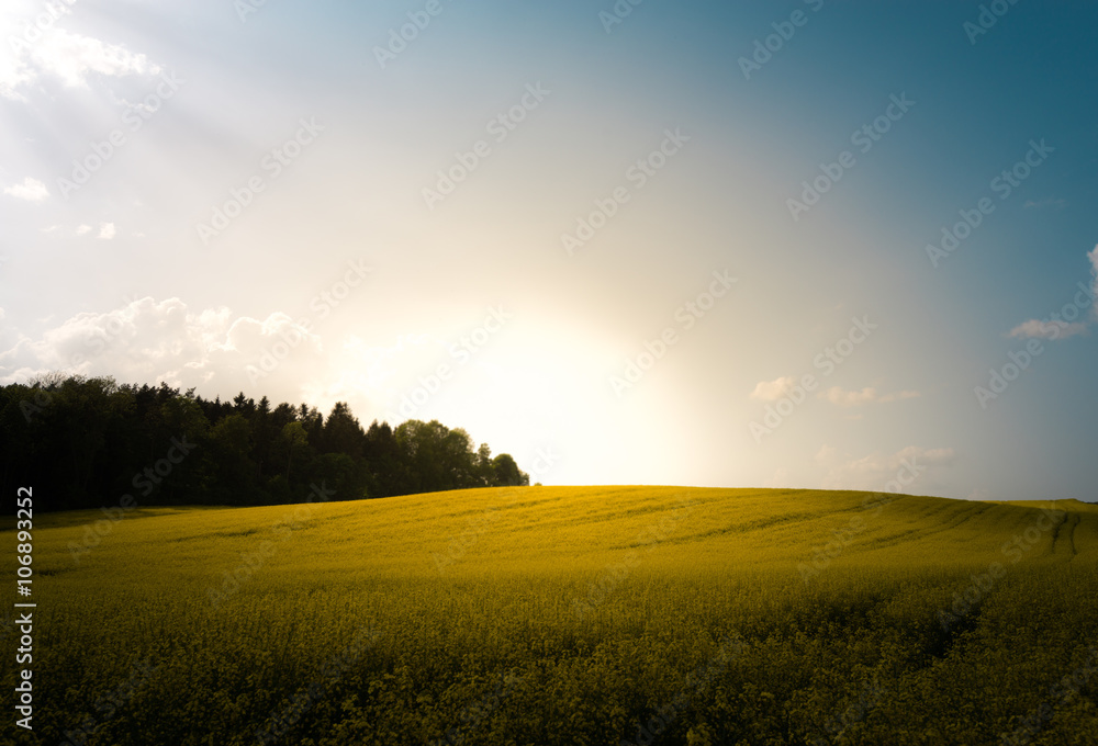 Sunset in field with flowers. Blue sky and clouds.