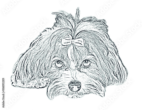 Hund, Havaneser, Vektor