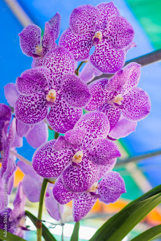 Beautiful orchid Beautiful orchid