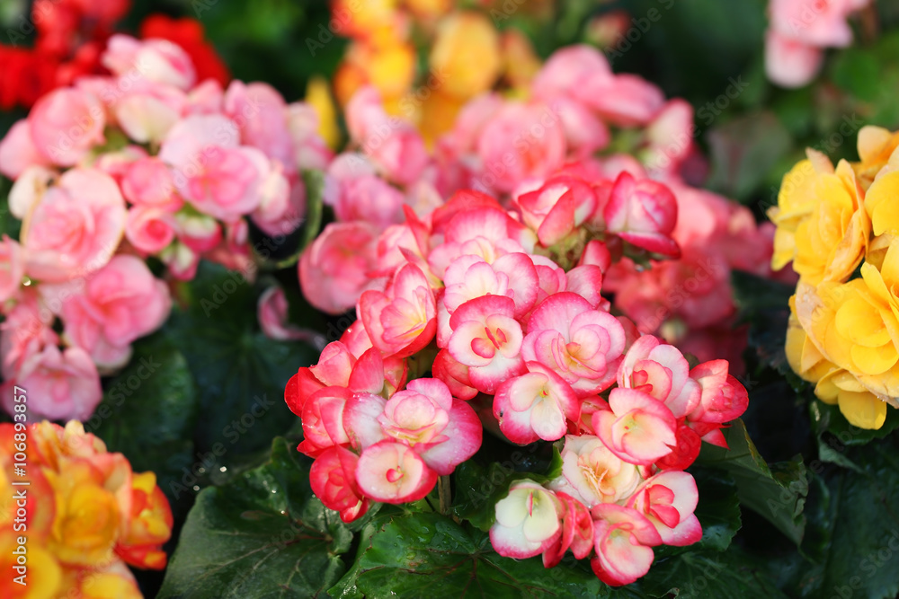 Obraz premium close up of colorful begonia flower