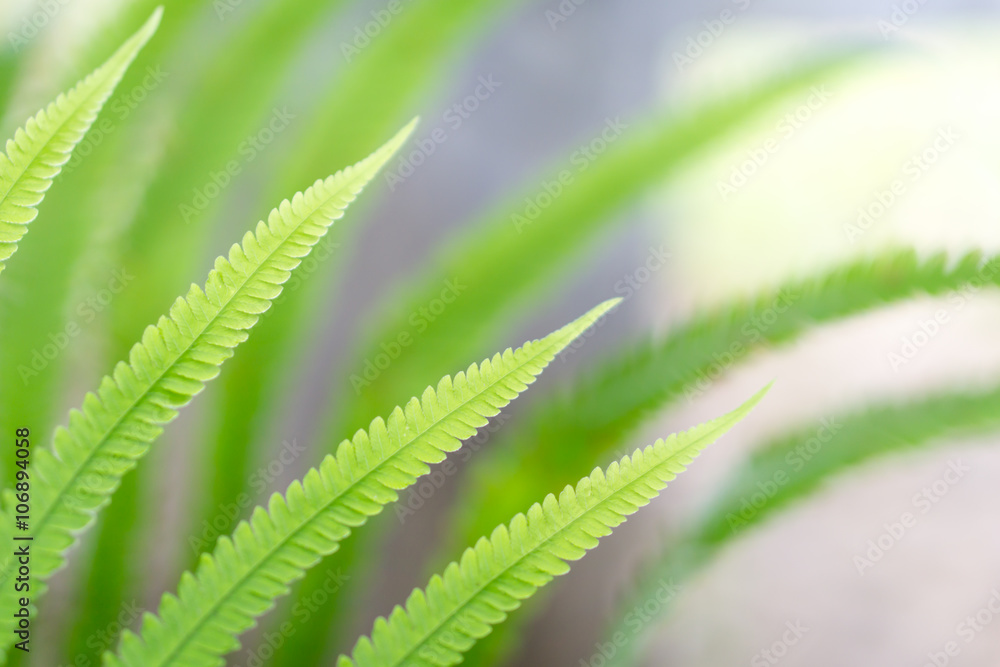 Green fern leaves