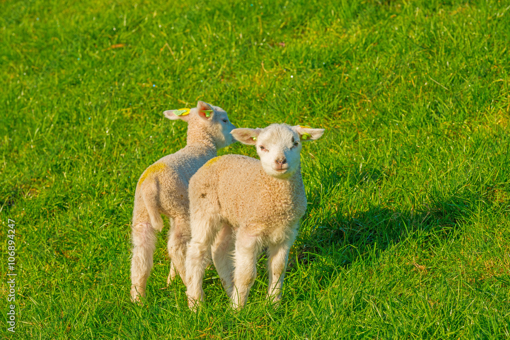 Lamb on a dike in sunlight in spring
Lamb on a dike in sunlight in spring