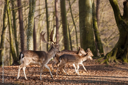 Photos Deer in a forest