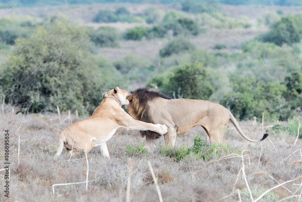Male and female lions interacting Male and female lions interacting