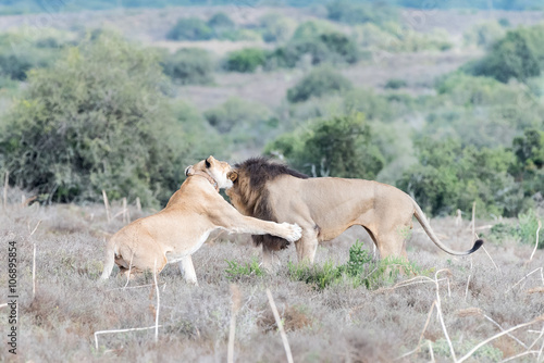 Male and female lions interacting
