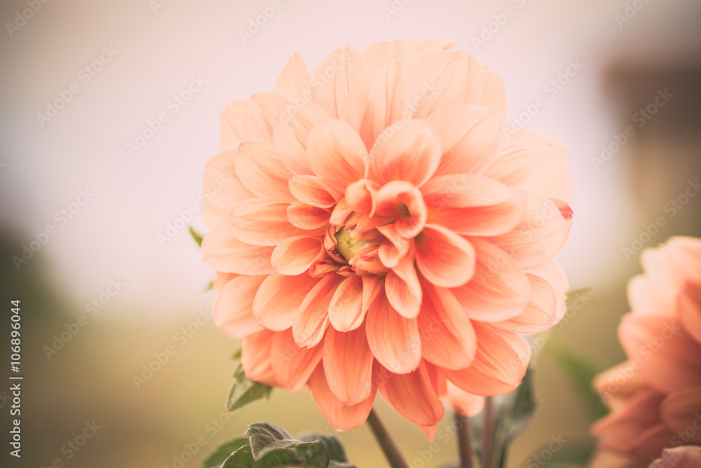Fototapeta premium Orange Dahlia detail