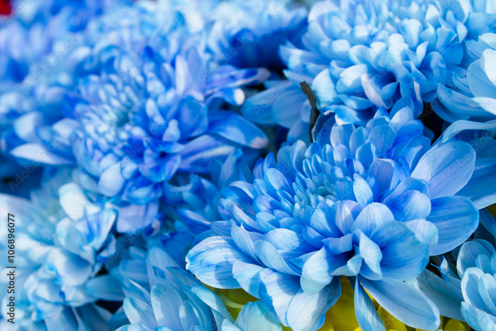 Fototapeta Flowers, bouquet of bright blue chrysanthemums. Horizontal close-up shot.