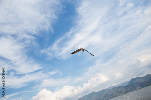 Seagull flying in the sky with clear blue sky and cloudy background Inle Lake, Myanmar