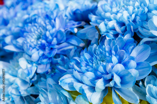 Flowers, bouquet of bright blue chrysanthemums. Horizontal close-up shot.