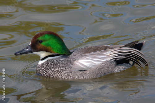 Falcated Duck