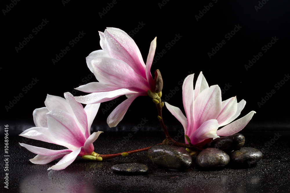Naklejka premium Kwiaty magnolii i kamienie zen na czarnym tle
