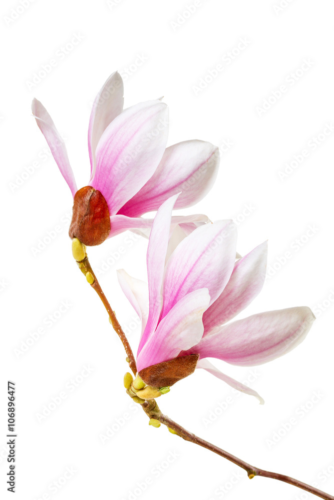 Fototapeta premium Two magnolia flower on a white background