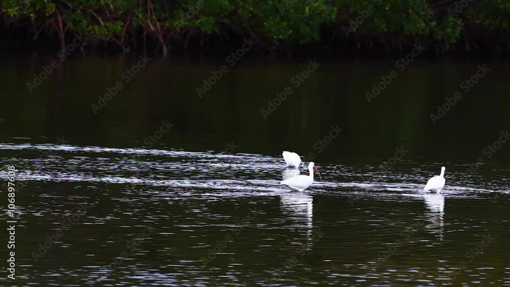 White Ibis, Eudocimus albus, feeding White Ibis, Eudocimus albus, feeding