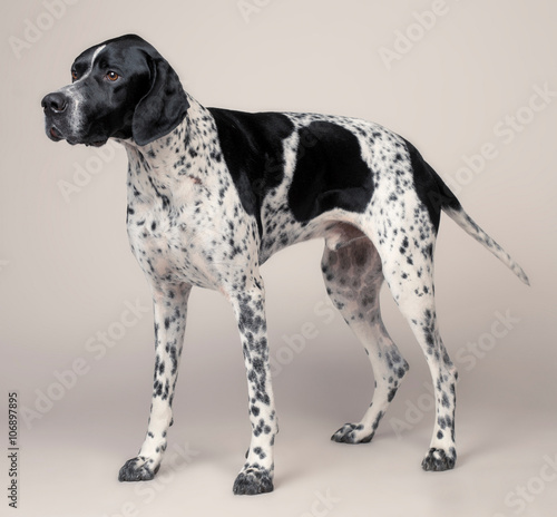 English Pointer