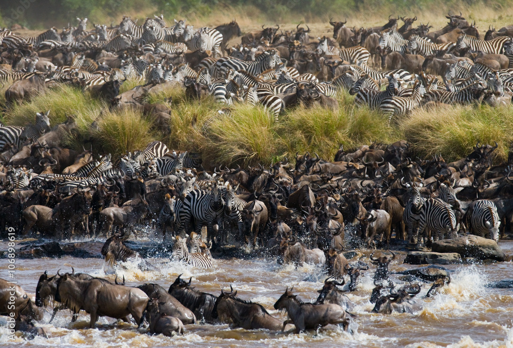 Fototapeta premium Wildebeests are crossing Mara river. Great Migration. Kenya. Tanzania. Masai Mara National Park. An excellent illustration.