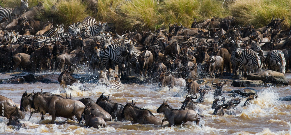 Fototapeta premium Wildebeests are crossing Mara river. Great Migration. Kenya. Tanzania. Masai Mara National Park. An excellent illustration.
