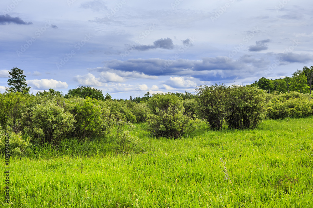 Rural Landscape in Summer