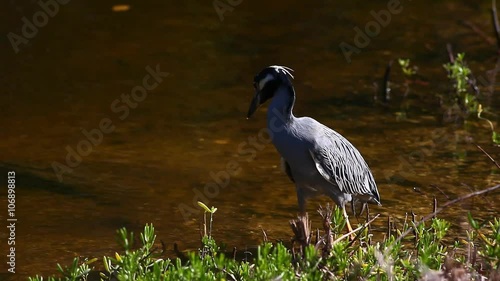 Yellow Crowned Night Heron, Nyctanassa violacea, hunting in Everglades photo