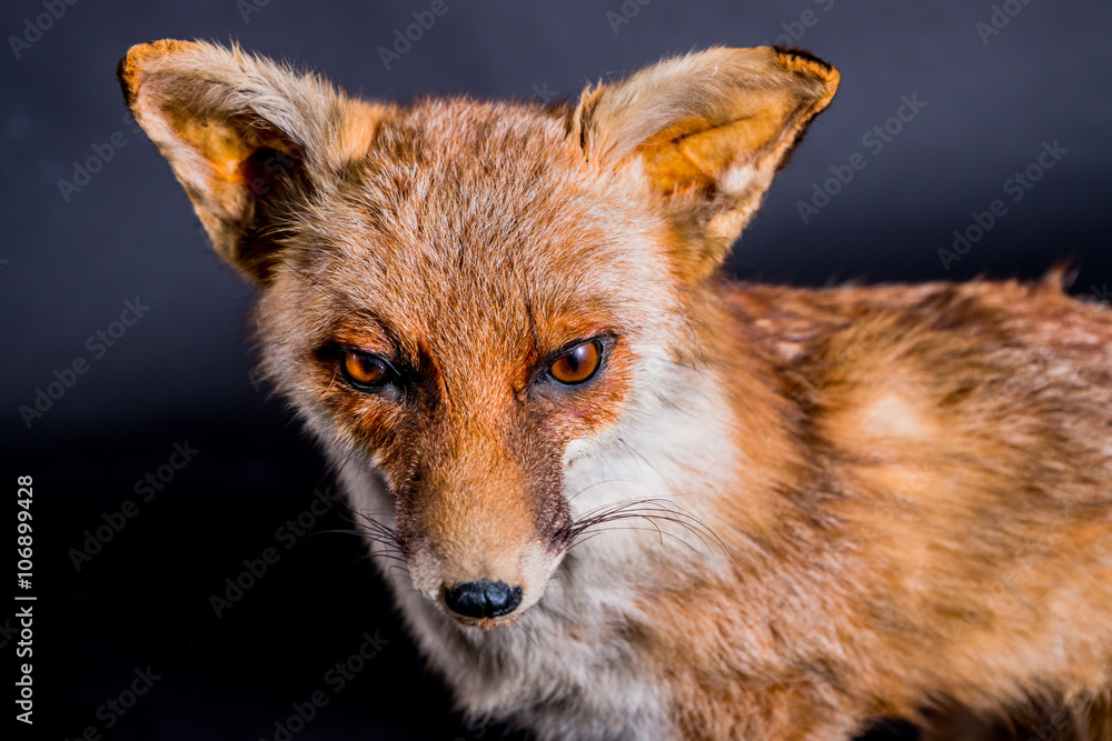 Fototapeta premium Le Renard roux empaillé