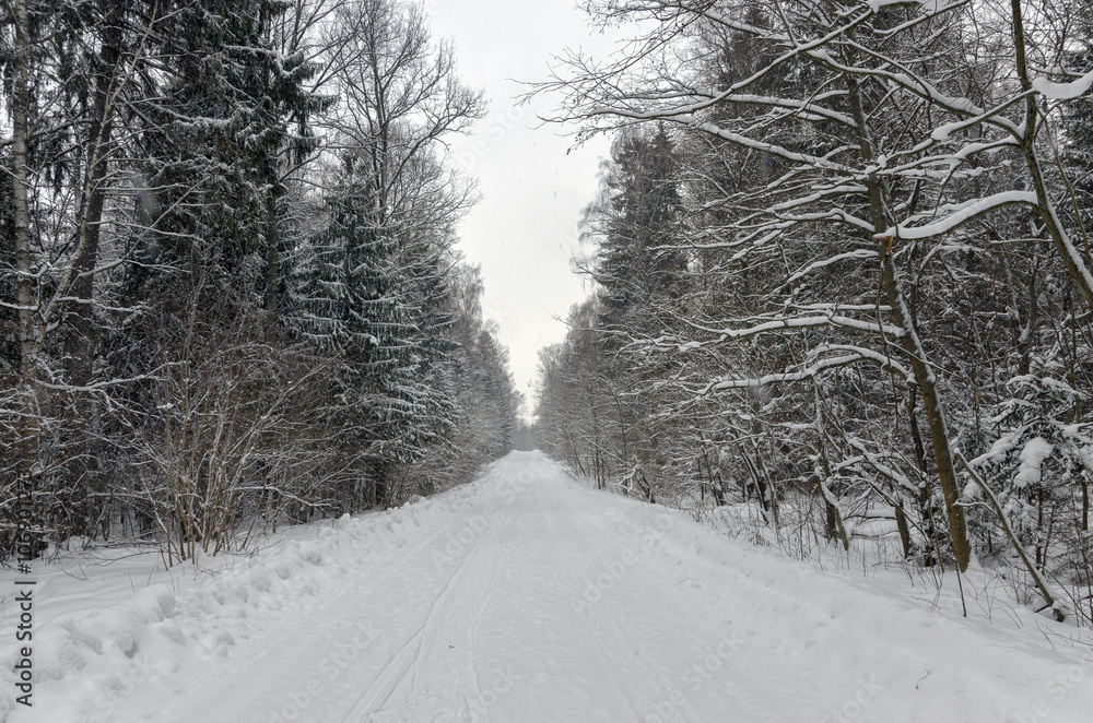 Fototapeta premium Winter scene