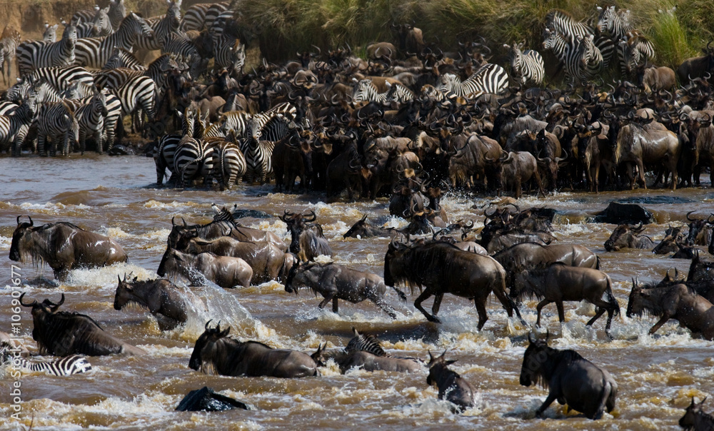 Fototapeta premium Wildebeests are crossing Mara river. Great Migration. Kenya. Tanzania. Masai Mara National Park. An excellent illustration.