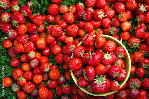 Abundance ripe organic strawberries on tableware on green grass