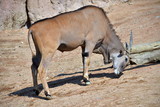una grossa antilope in movimento, serie fotografica in diverse pose