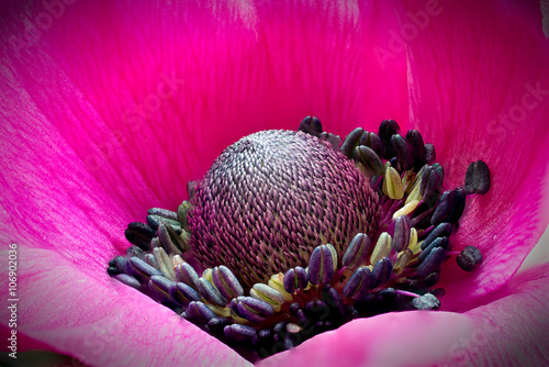 Fototapeta Naklejka Na Ścianę i Meble -  Focus stacking is showing the tiny details of an anemone.