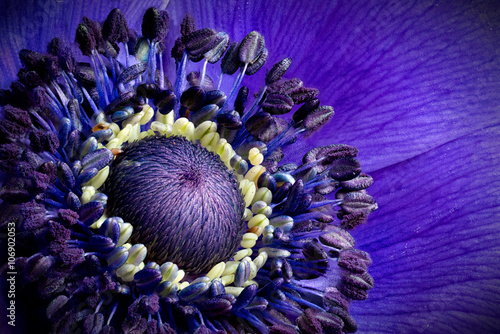 Fototapeta Naklejka Na Ścianę i Meble -  Focus stacking is showing the tiny details of an anemone.