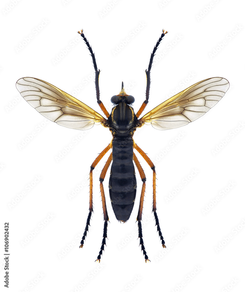 Fototapeta premium Fly Molobratia teutonus (male)