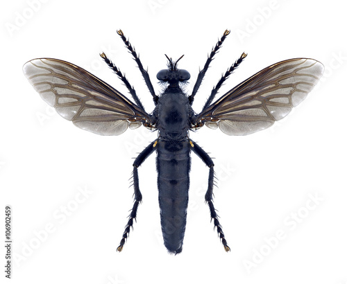Fly Dasypogon diadema (female)