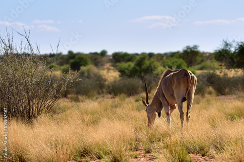 Fototapeta Naklejka Na Ścianę i Meble -  Great kudu male antelope