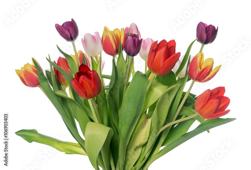 Tulips / beautiful Tulips over a bright background