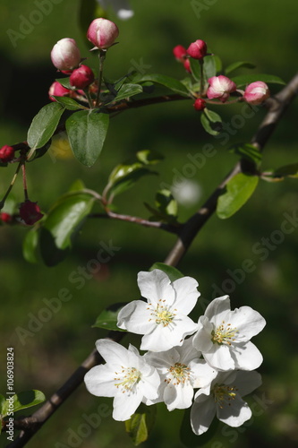 apple blossoms