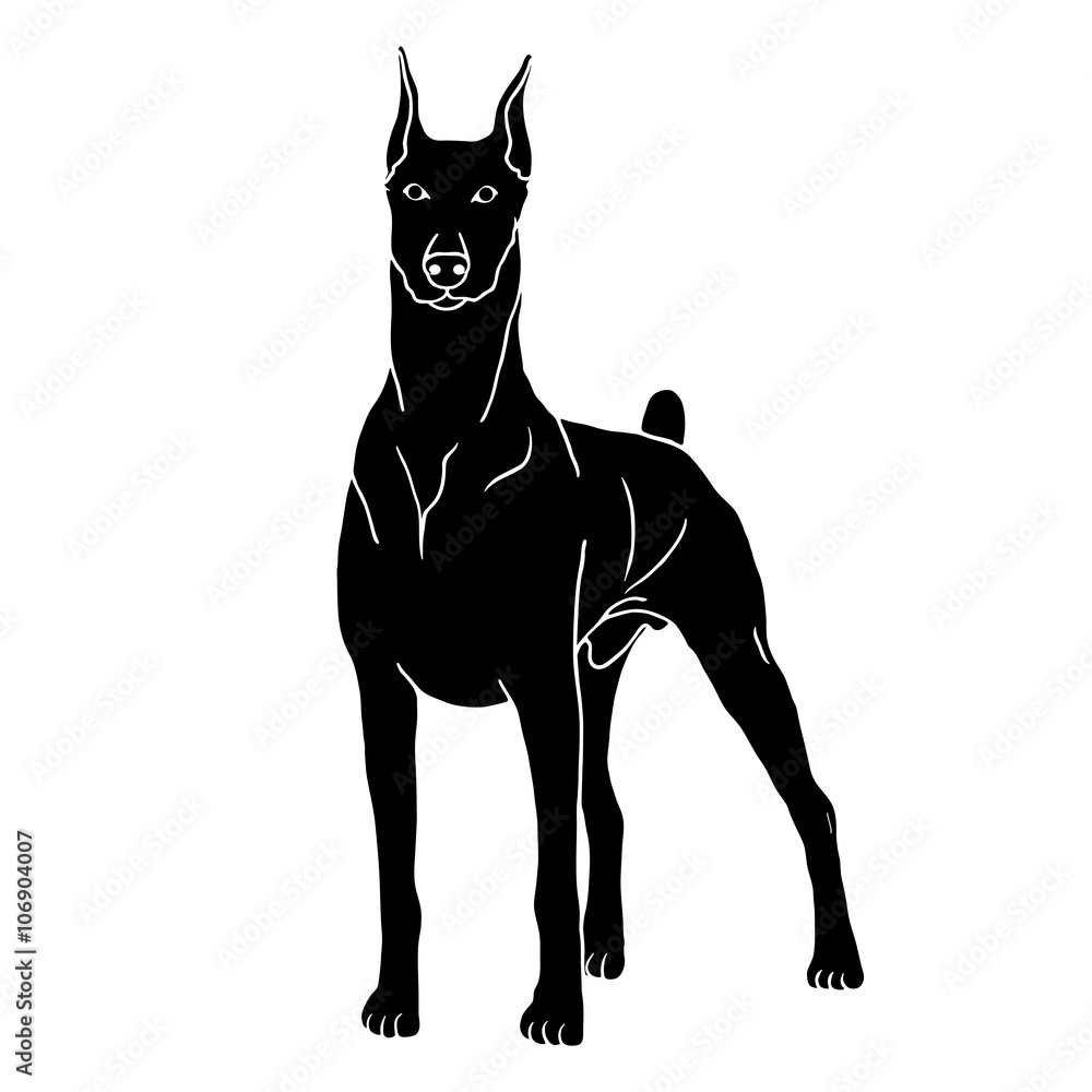 Doberman dog isolated realistic vector illustration black silhouette