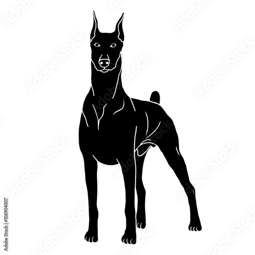Doberman dog isolated realistic vector illustration black silhouette