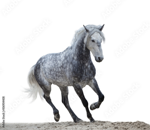 Fototapeta Naklejka Na Ścianę i Meble -  isolate of a gray horse run on the white background