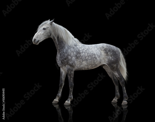 isolate of a gray horse stay on the black background