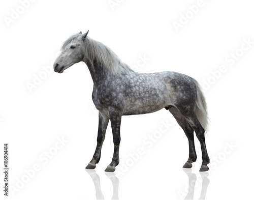 isolate of a gray horse stay on the white background