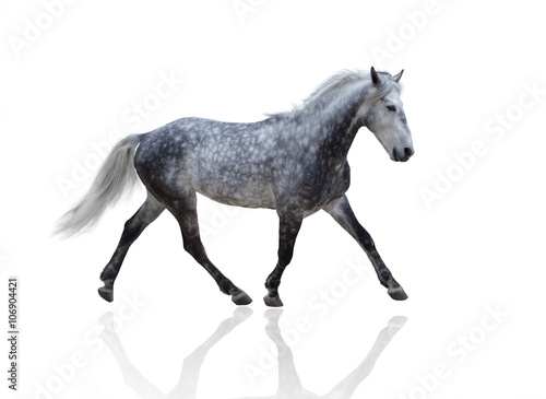 isolate of a gray horse go on the white background