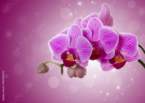 Fototapeta Naklejka Na Ścianę i Meble -  Pink orchid flower.