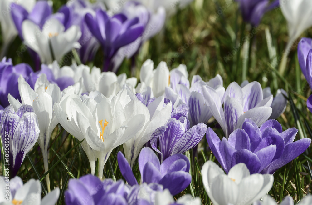 Frühling im Garten - Krokus-Weiße Schönheit Frühling im Garten - Krokus-Weiße Schönheit