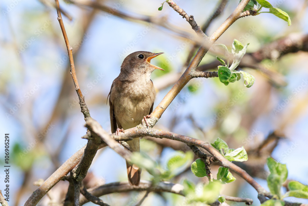 Fototapeta premium Thrush Nightingale (Luscinia luscinia)
