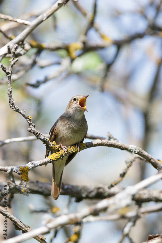 Thrush Nightingale (Luscinia luscinia) Thrush Nightingale (Luscinia luscinia)