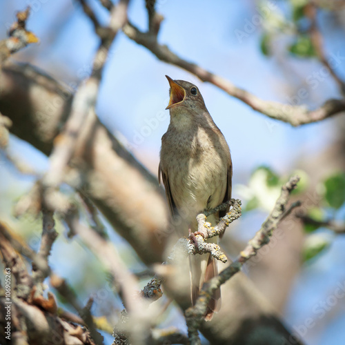 Foto Thrush Nightingale (Luscinia luscinia)