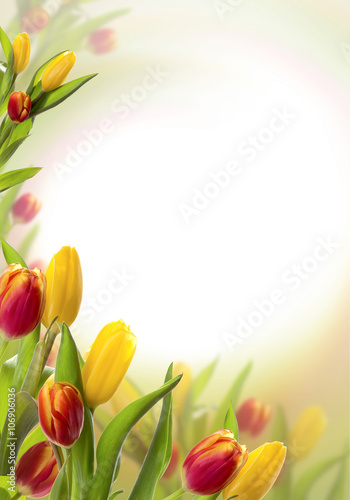 Fototapeta Naklejka Na Ścianę i Meble -  Postcard with spring tulips